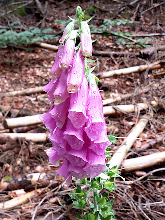 https://de.wikipedia.org/wiki/Fingerhüte#/media/Datei:Purpurea_Digitalis.jpg