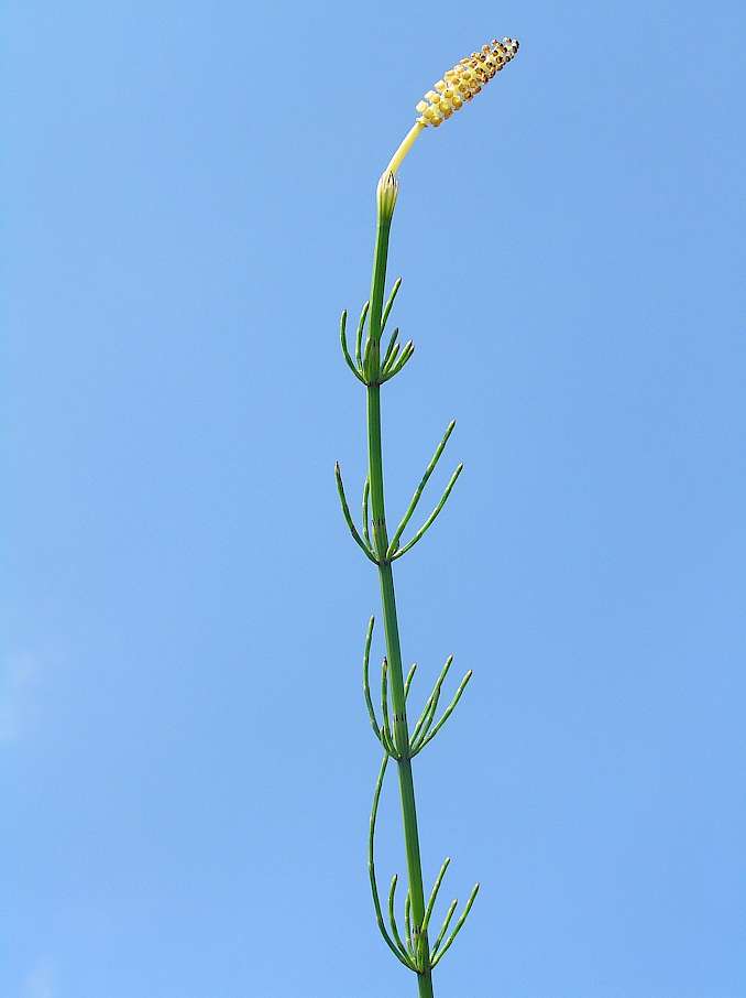 https://de.wikipedia.org/wiki/Sumpf-Schachtelhalm#/media/Datei:Equisetum_palustre1.JPG