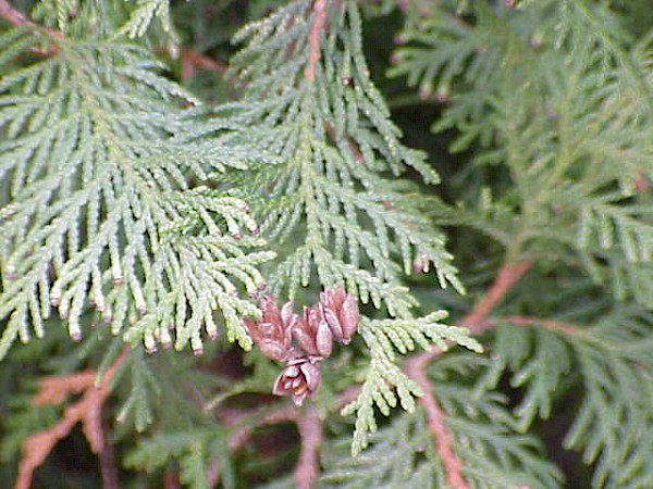 https://de.wikipedia.org/wiki/Lebensbäume_(Gattung)#/media/Datei:Thuja_occidentalis0.jpg